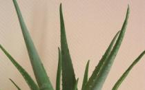 How can you get rid of aloe vera?