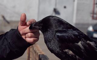 Avez-vous déjà rêvé d'un corbeau noir ?